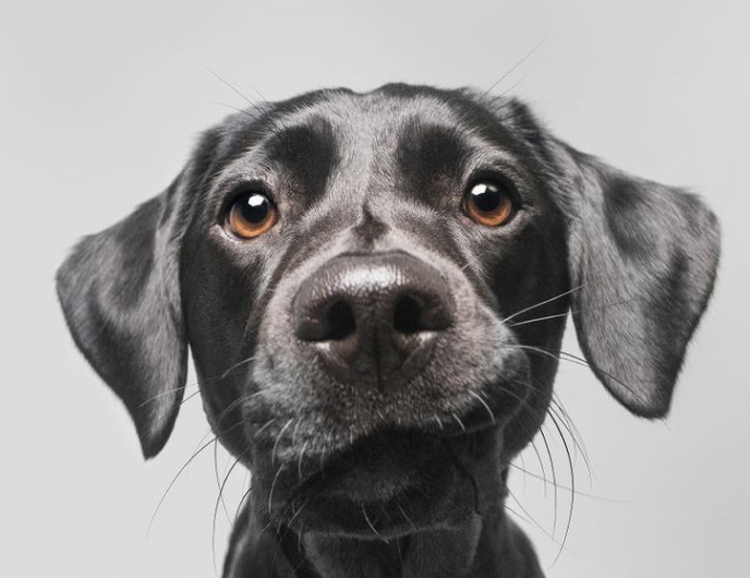 Manfaat Bovine Colostrum Untuk Kesehatan Hewan Peliharaan Anda